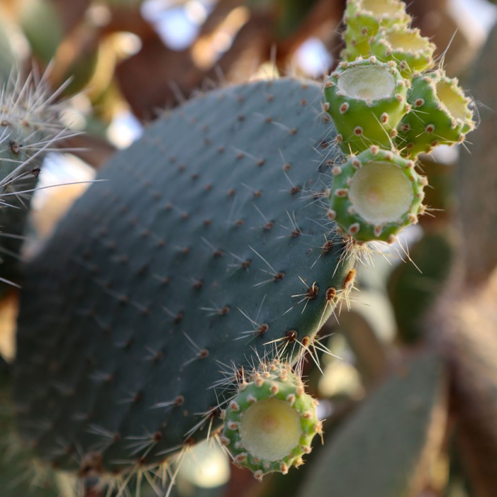 Opuntia leucotricha