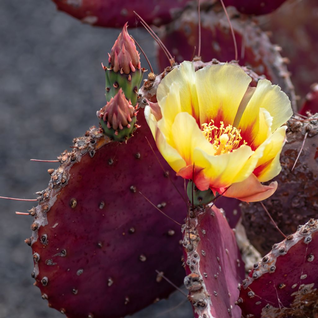 Opuntia macrocentra