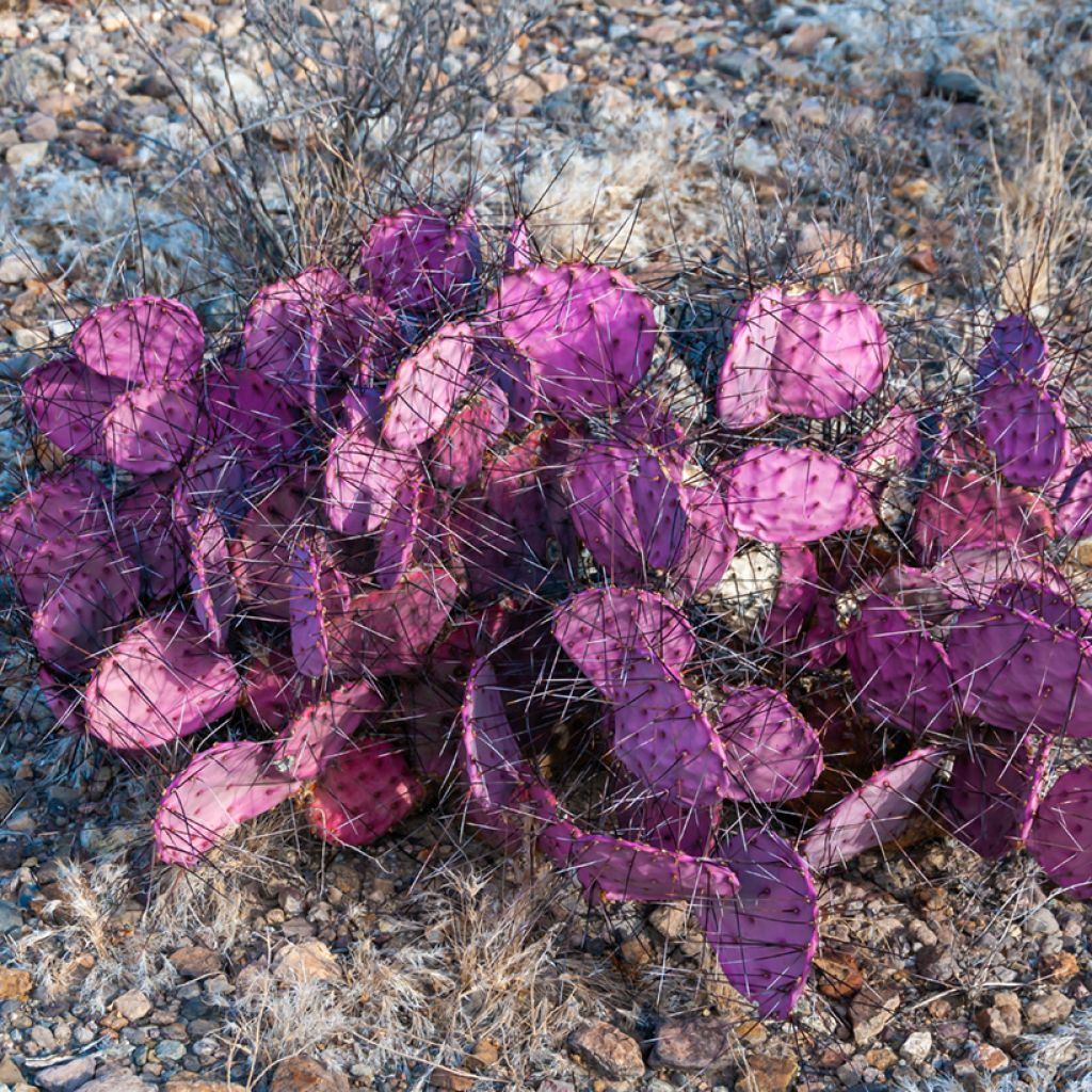 Opuntia macrocentra