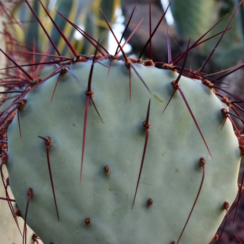 Opuntia macrocentra Epines noires