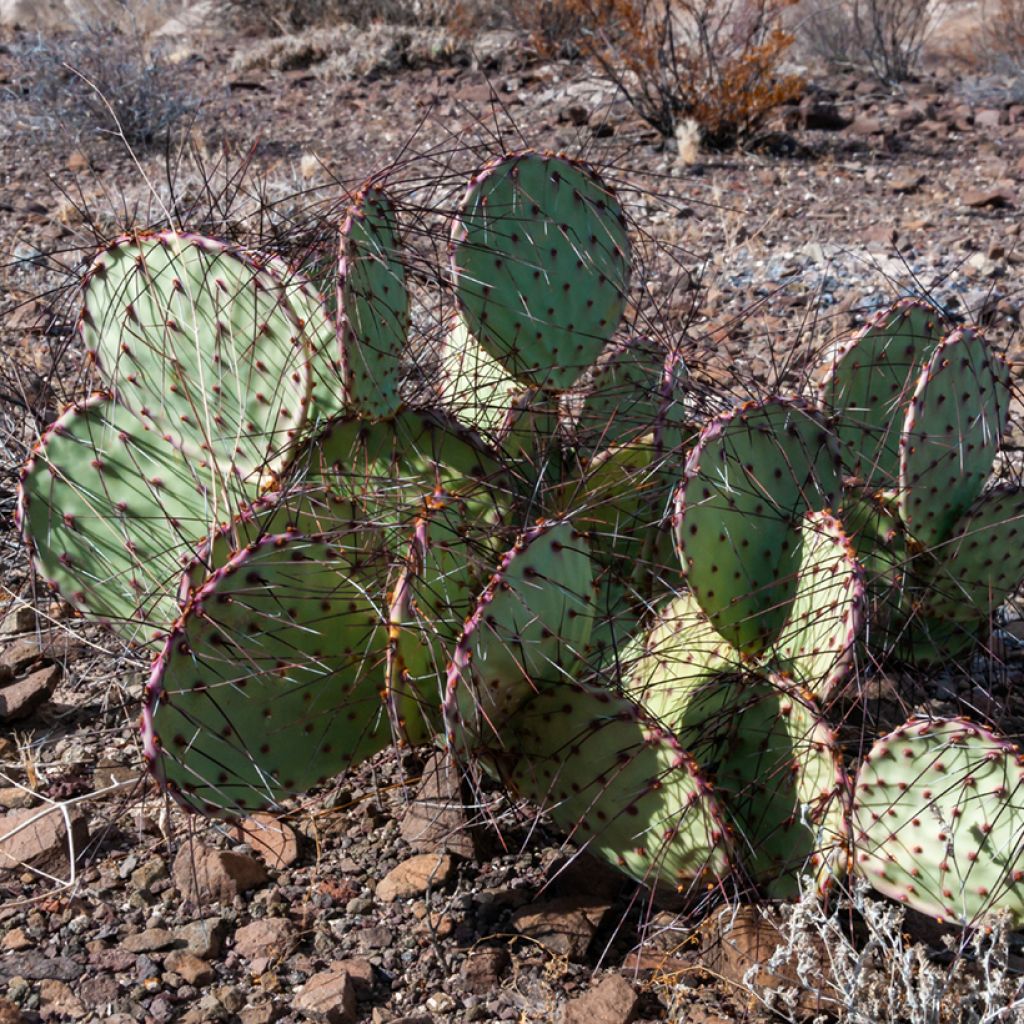 Opuntia macrocentra Epines noires