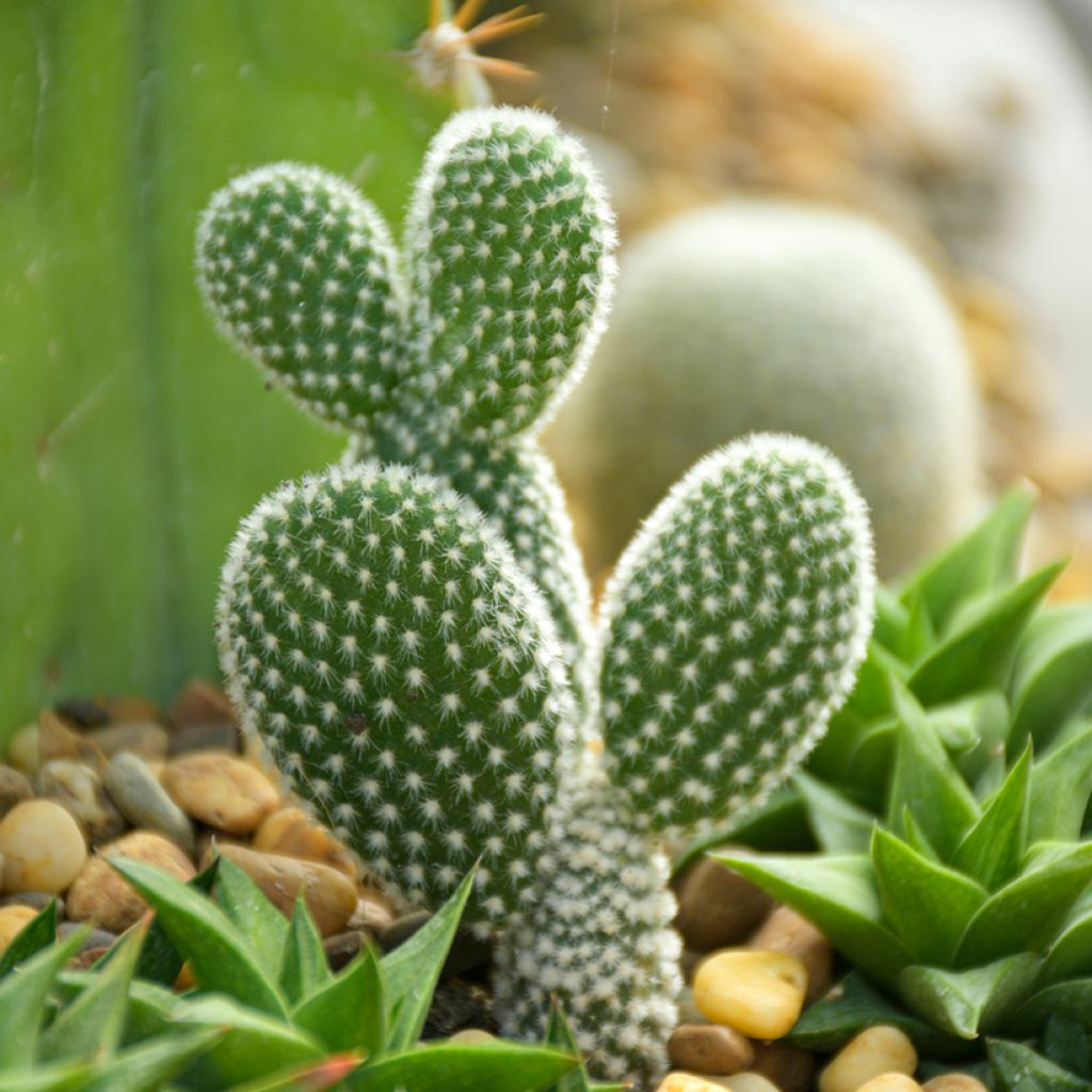 Opuntia microdasys var. albispina
