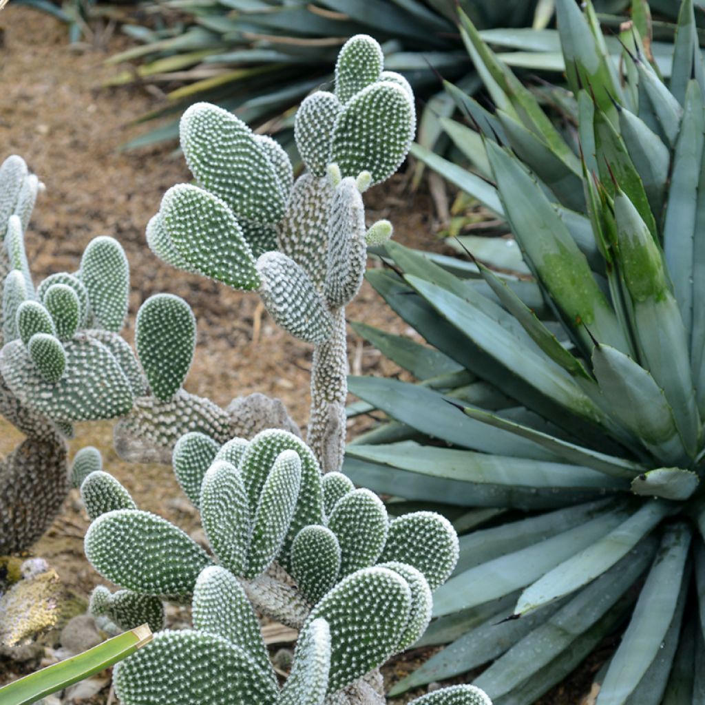 Opuntia microdasys var. albispina