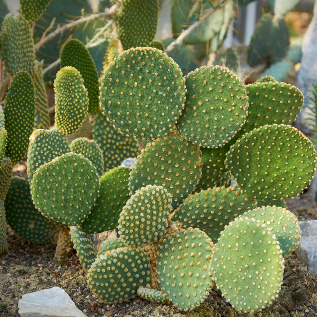 Opuntia microdasys var. pallida