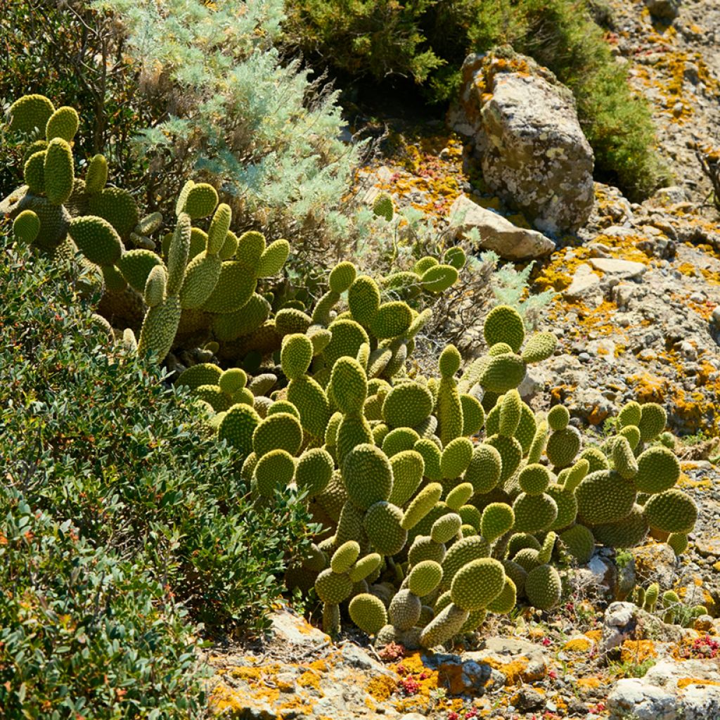 Opuntia microdasys var. pallida