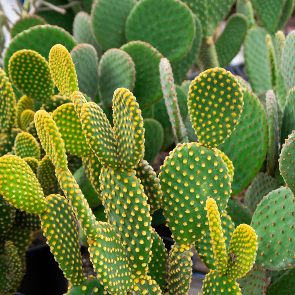Opuntia microdasys var. pallida