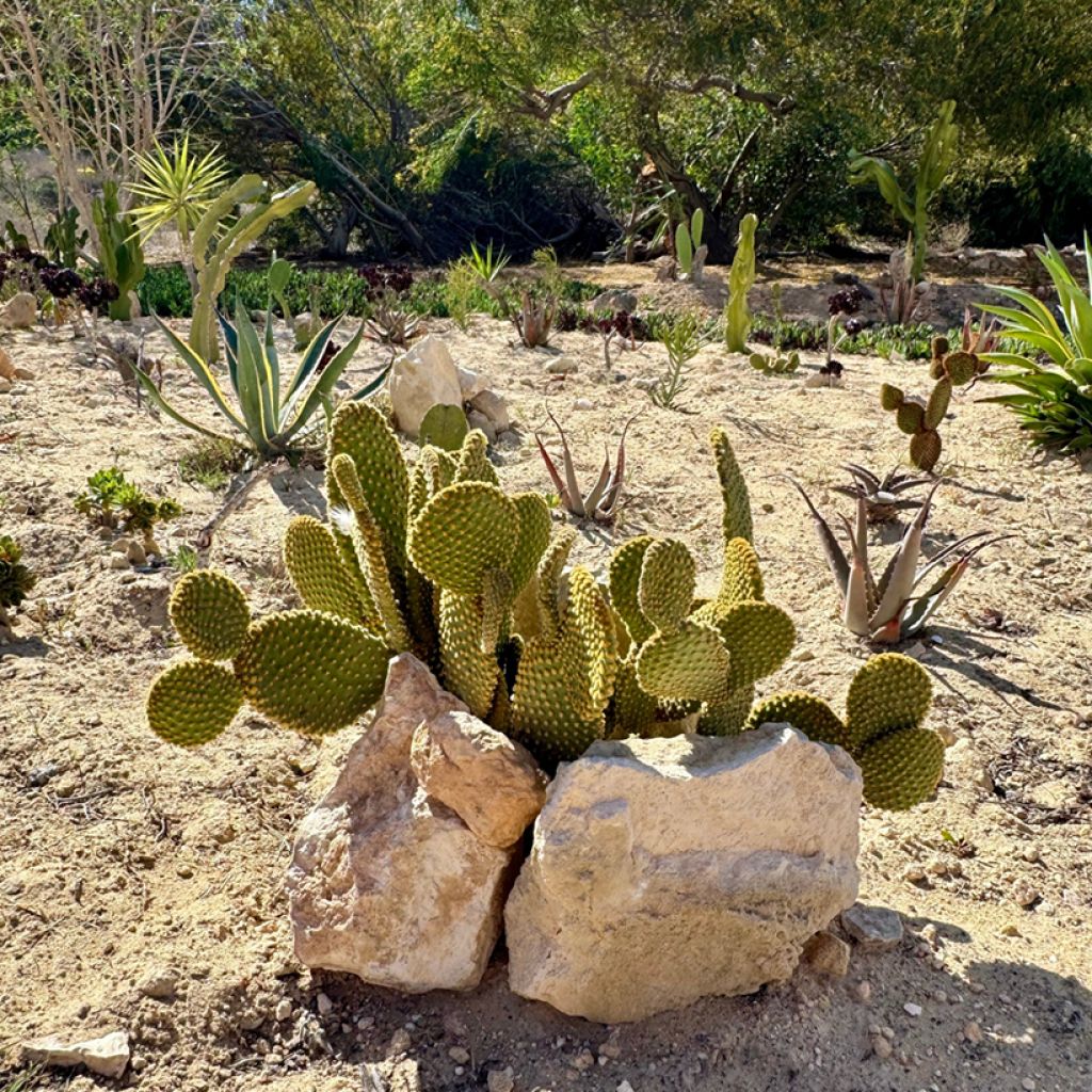 Opuntia microdasys var. pallida