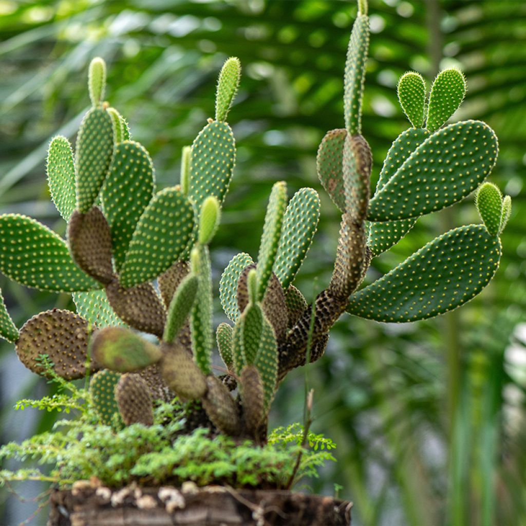 Opuntia microdasys var. pallida