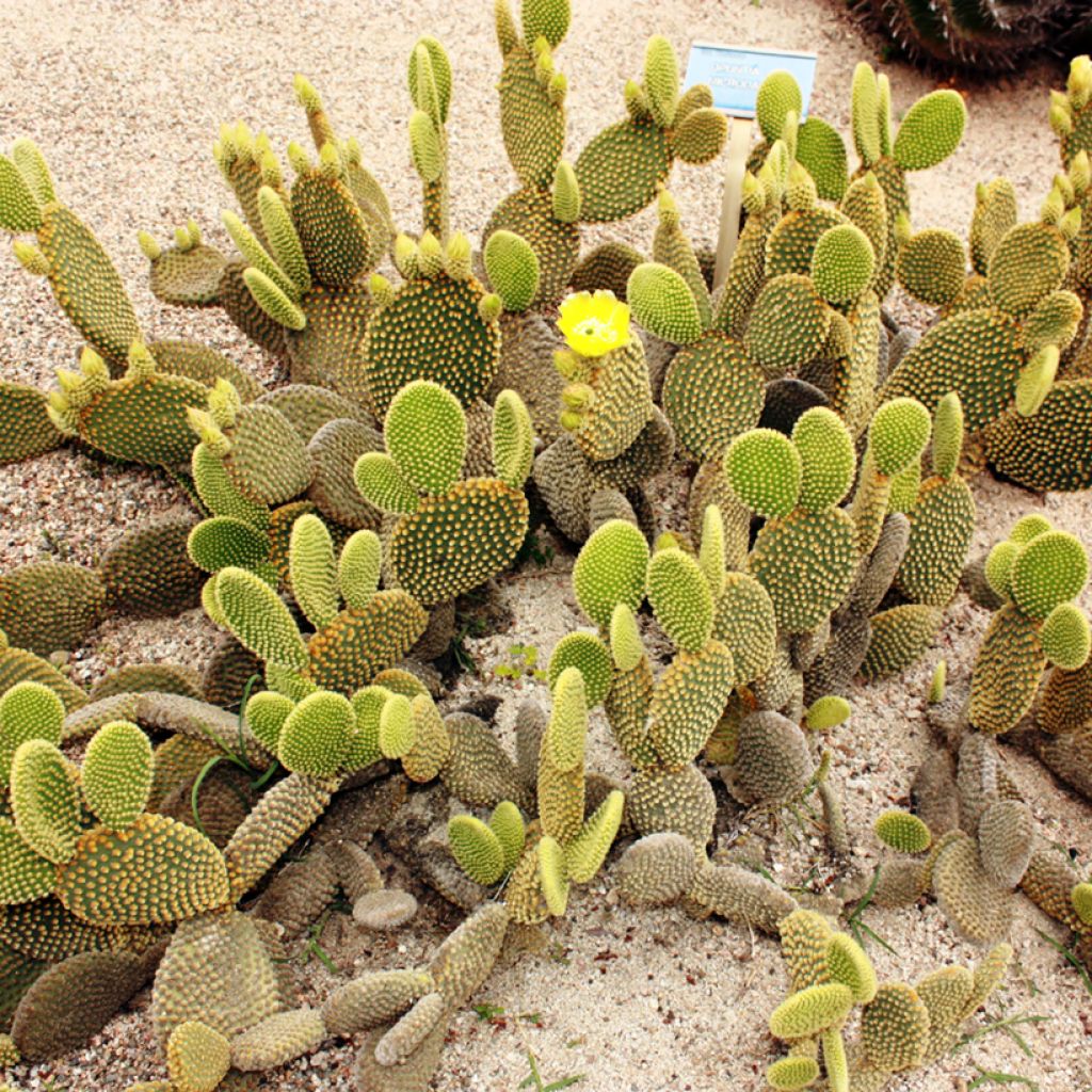 Opuntia microdasys var. pallida