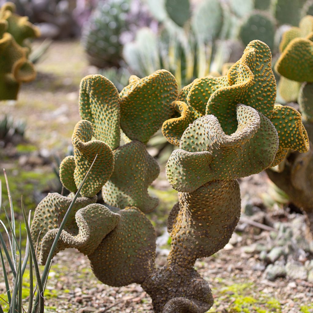 Opuntia microdasys var. pallida Undulata