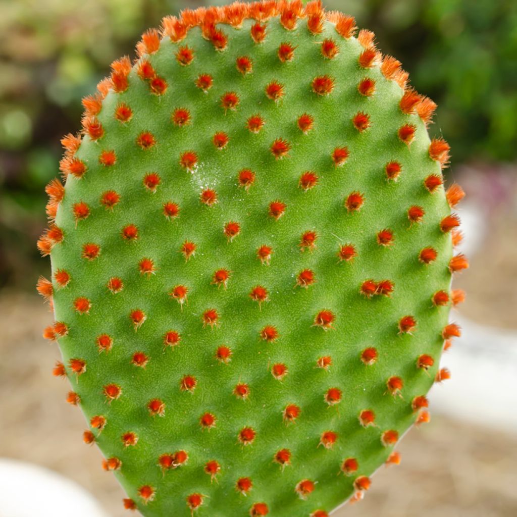 Opuntia microdasys var. rufida