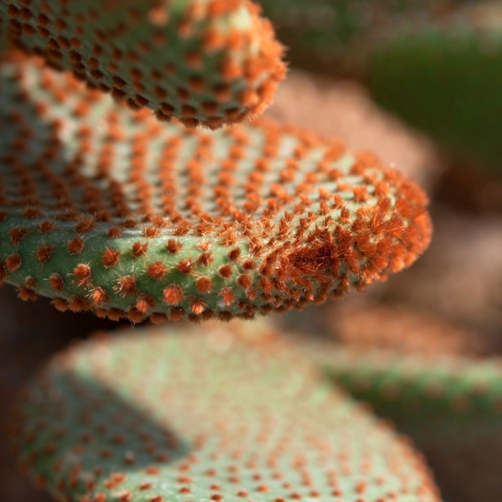 Opuntia microdasys var. rufida