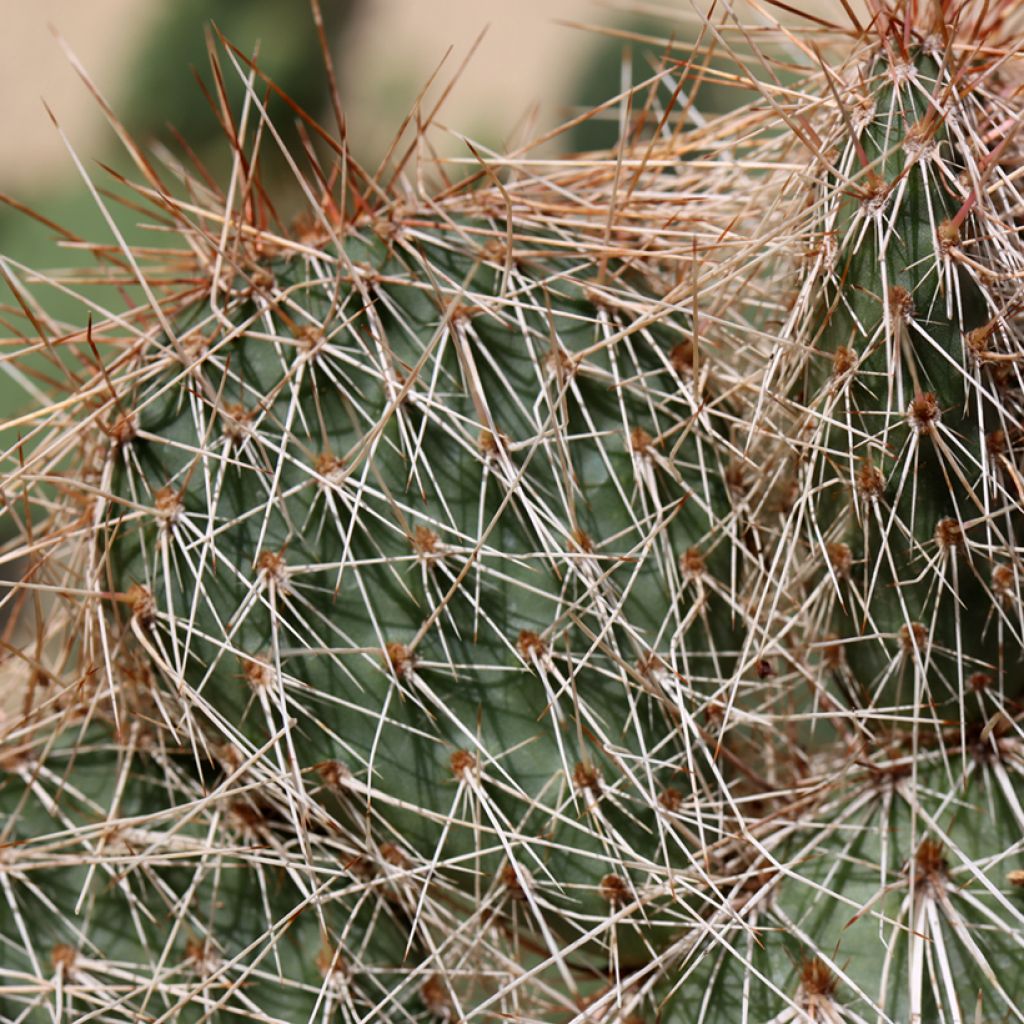 Opuntia polyacantha