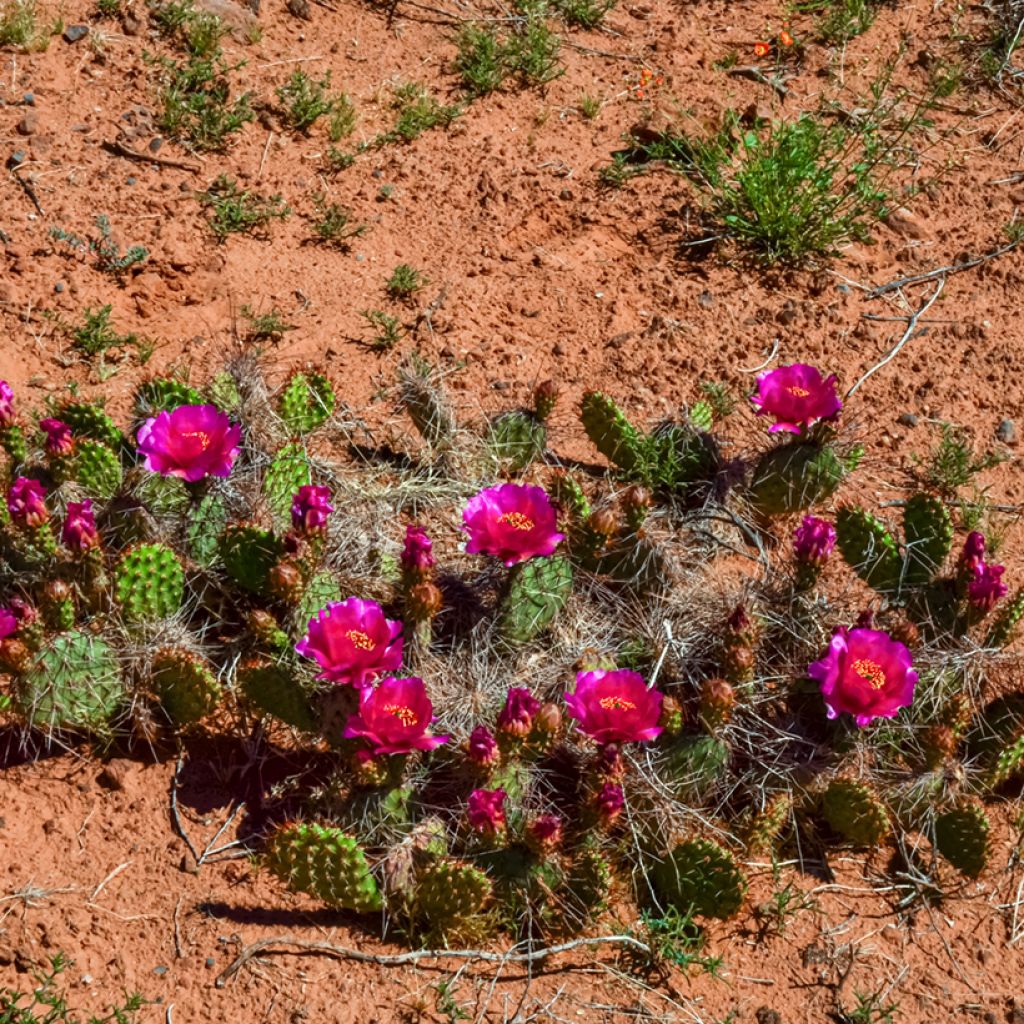 Opuntia polyacantha