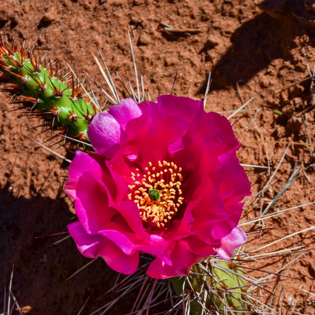 Opuntia polyacantha