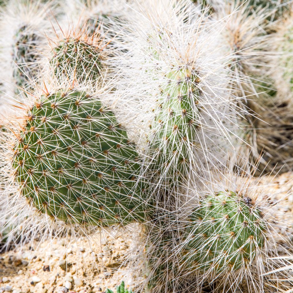 Opuntia polyacantha