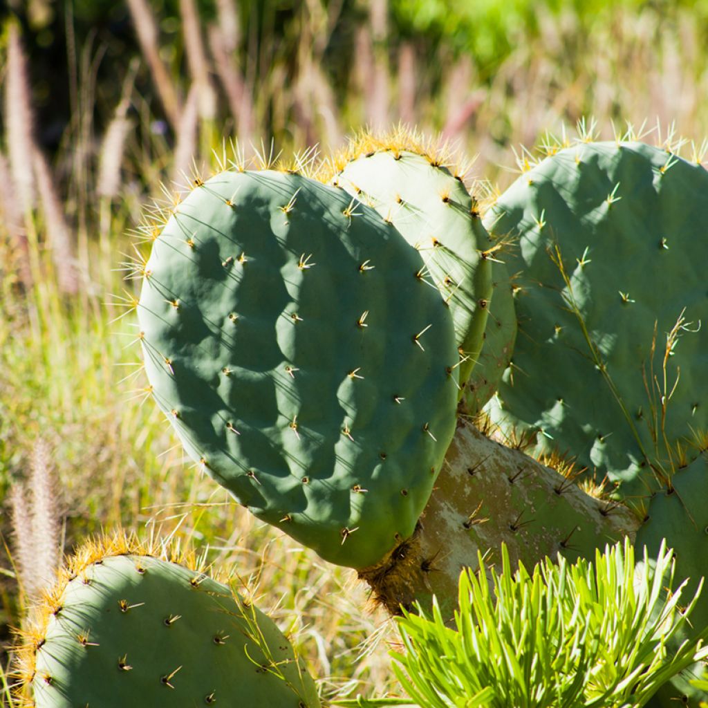 Opuntia robusta
