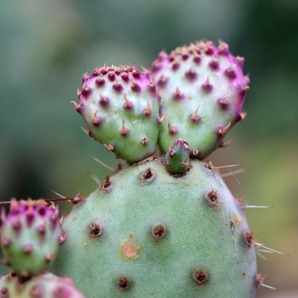 Opuntia santa-rita
