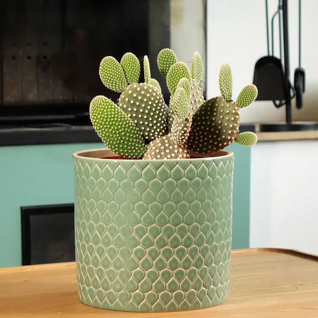 Opuntia microdasys var. albispina