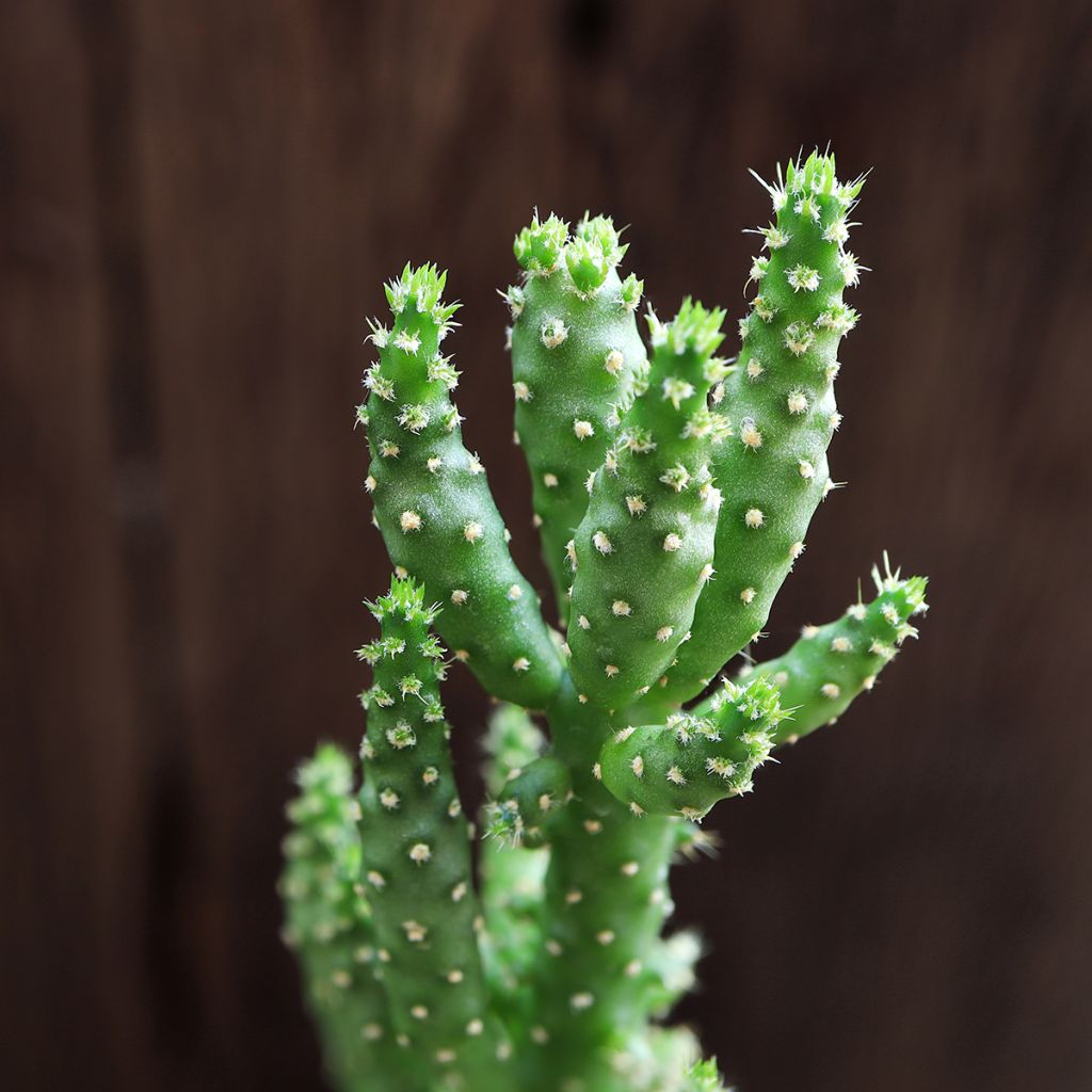 Opuntia monacantha - Cactus raquette