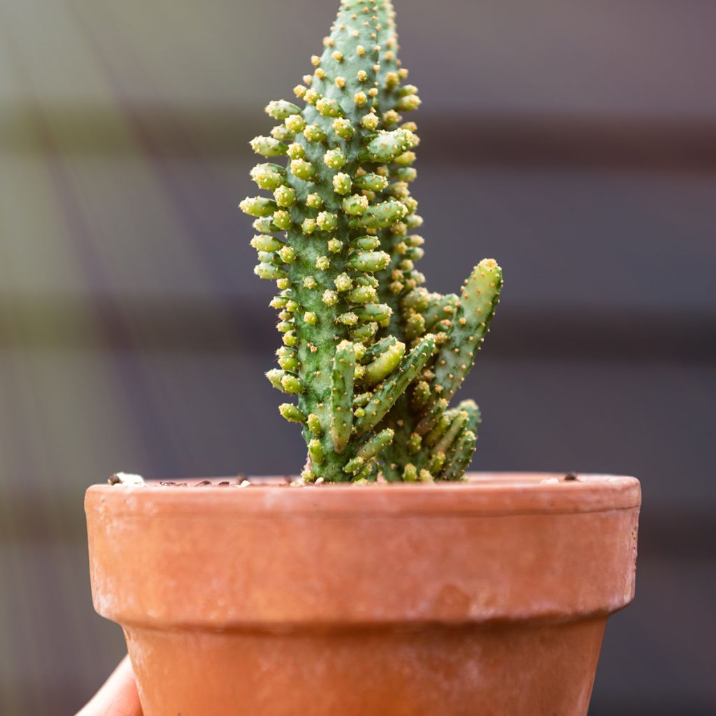Opuntia monacantha - Cactus raquette