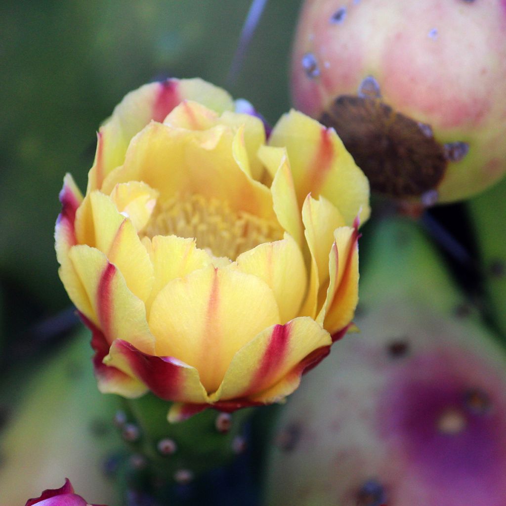 Opuntia monacantha - Cactus raquette