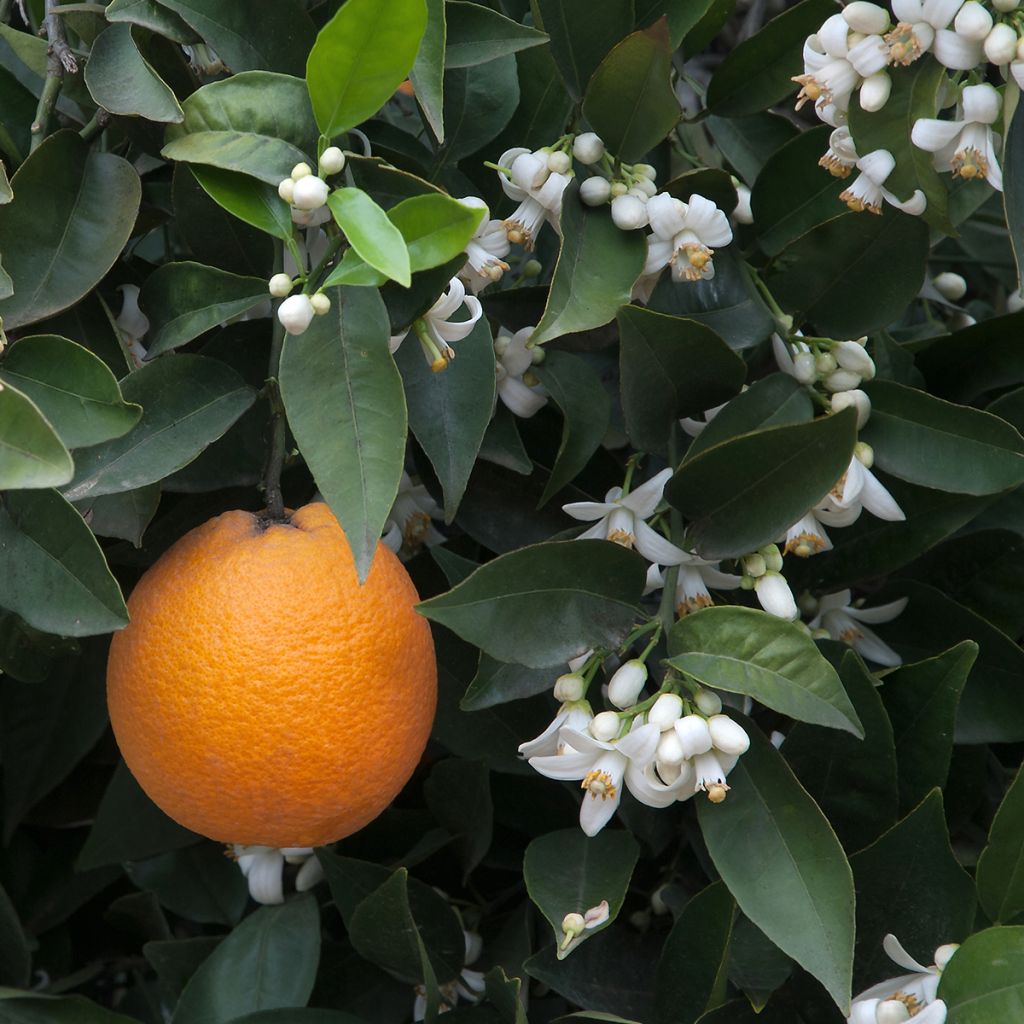Laranjeira - Citrus sinensis
