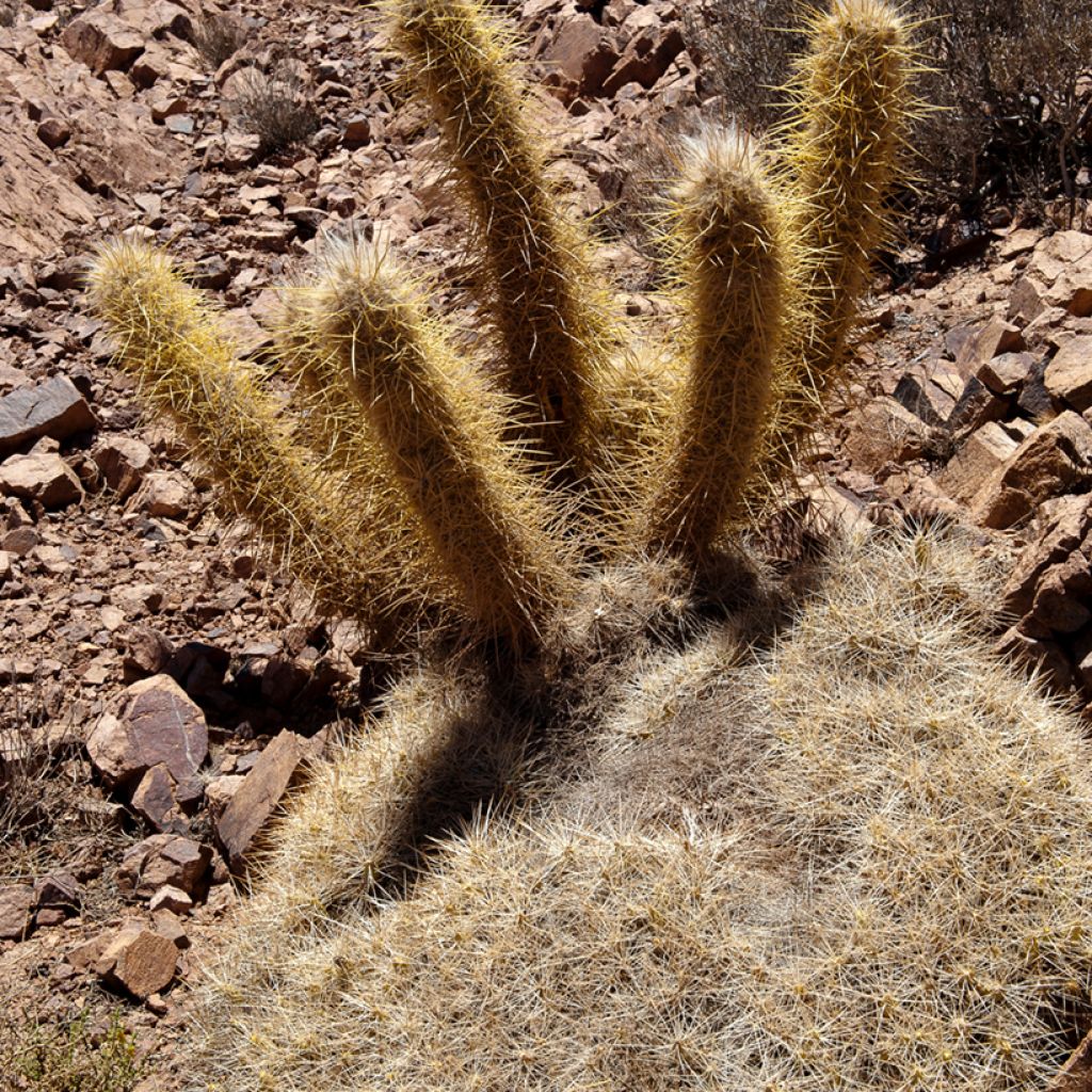 Oreocereus leucotrichus