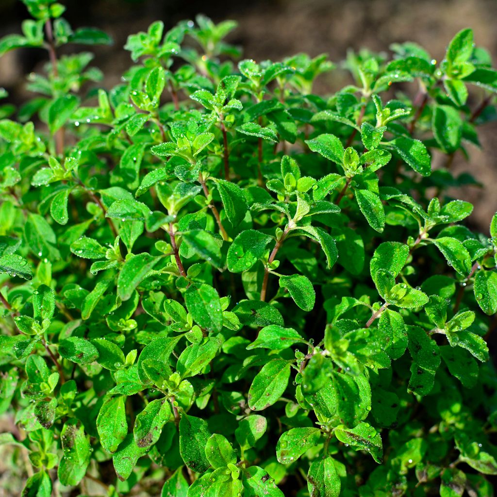 Orégão - Origanum majorana