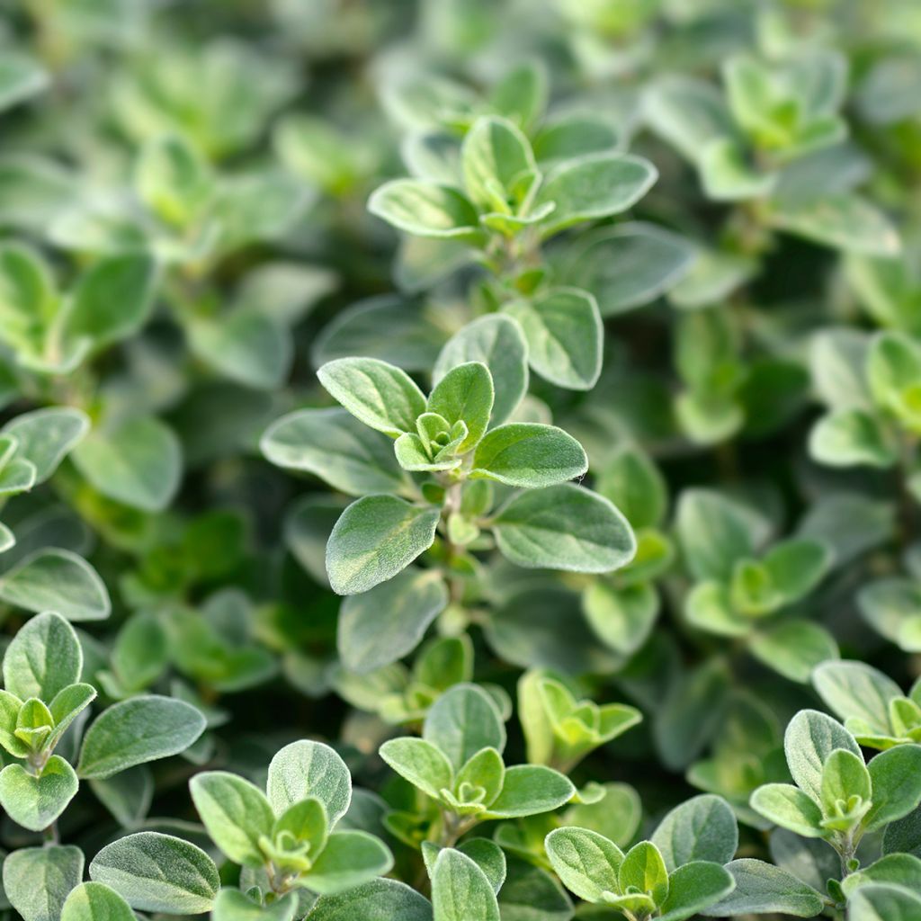 Orégão - Origanum majorana
