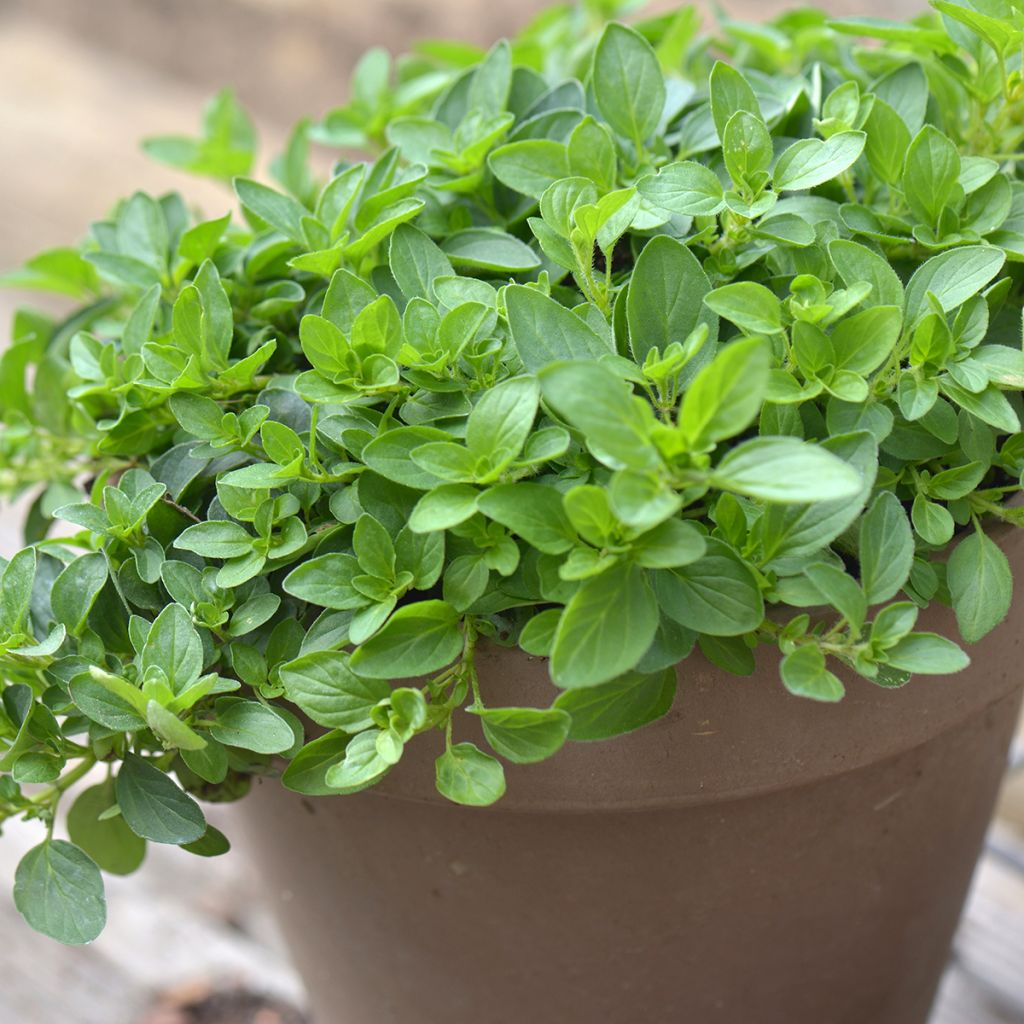 Orégão - Origanum majorana