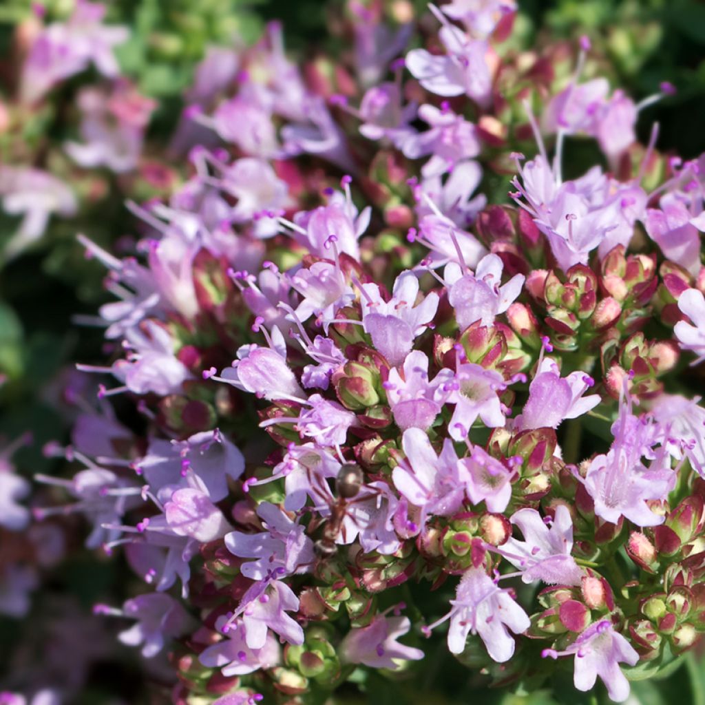 Origanum vulgare Compactum biológico - Orégão