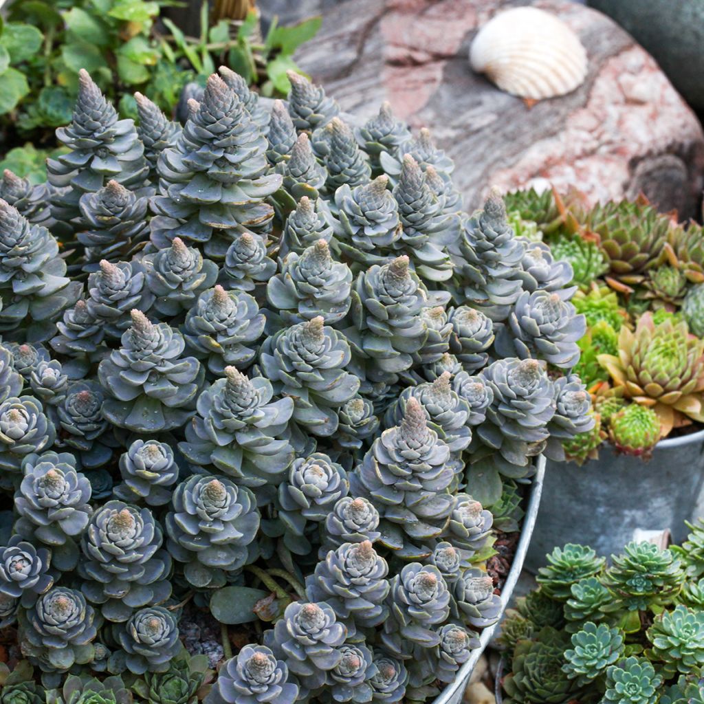Orostachys iwarenge - Chapéu-chinês