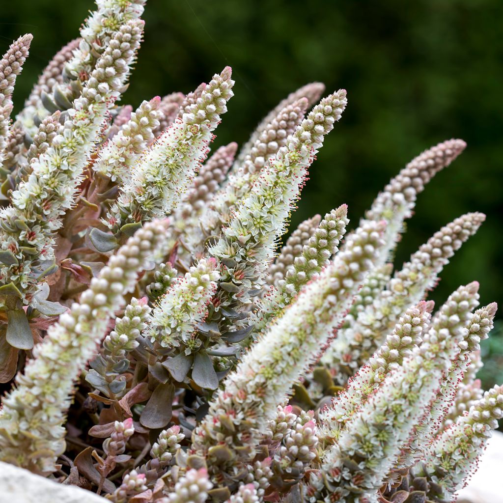 Orostachys iwarenge - Chapéu-chinês