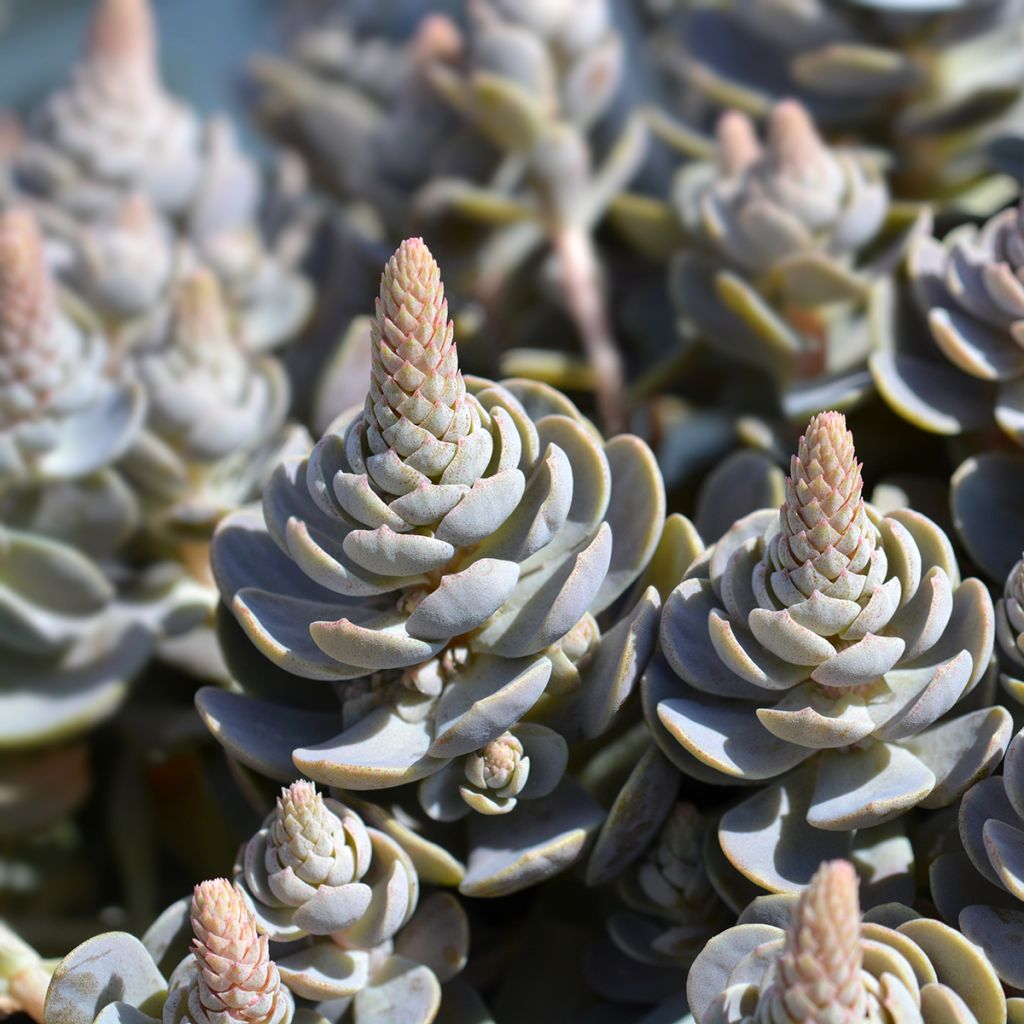 Orostachys iwarenge - Chapéu-chinês