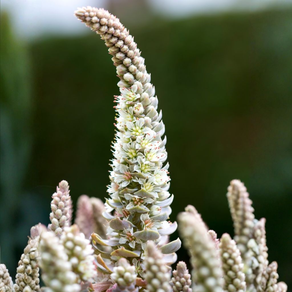 Orostachys iwarenge - Chapéu-chinês