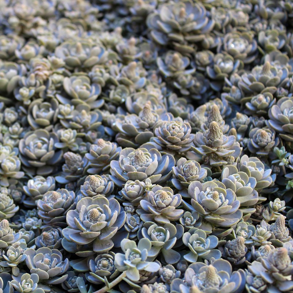 Orostachys iwarenge - Chapéu-chinês