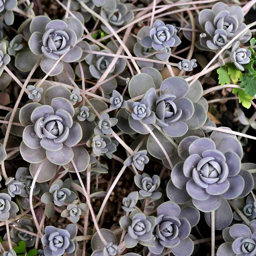 Orostachys iwarenge - Chapéu-chinês