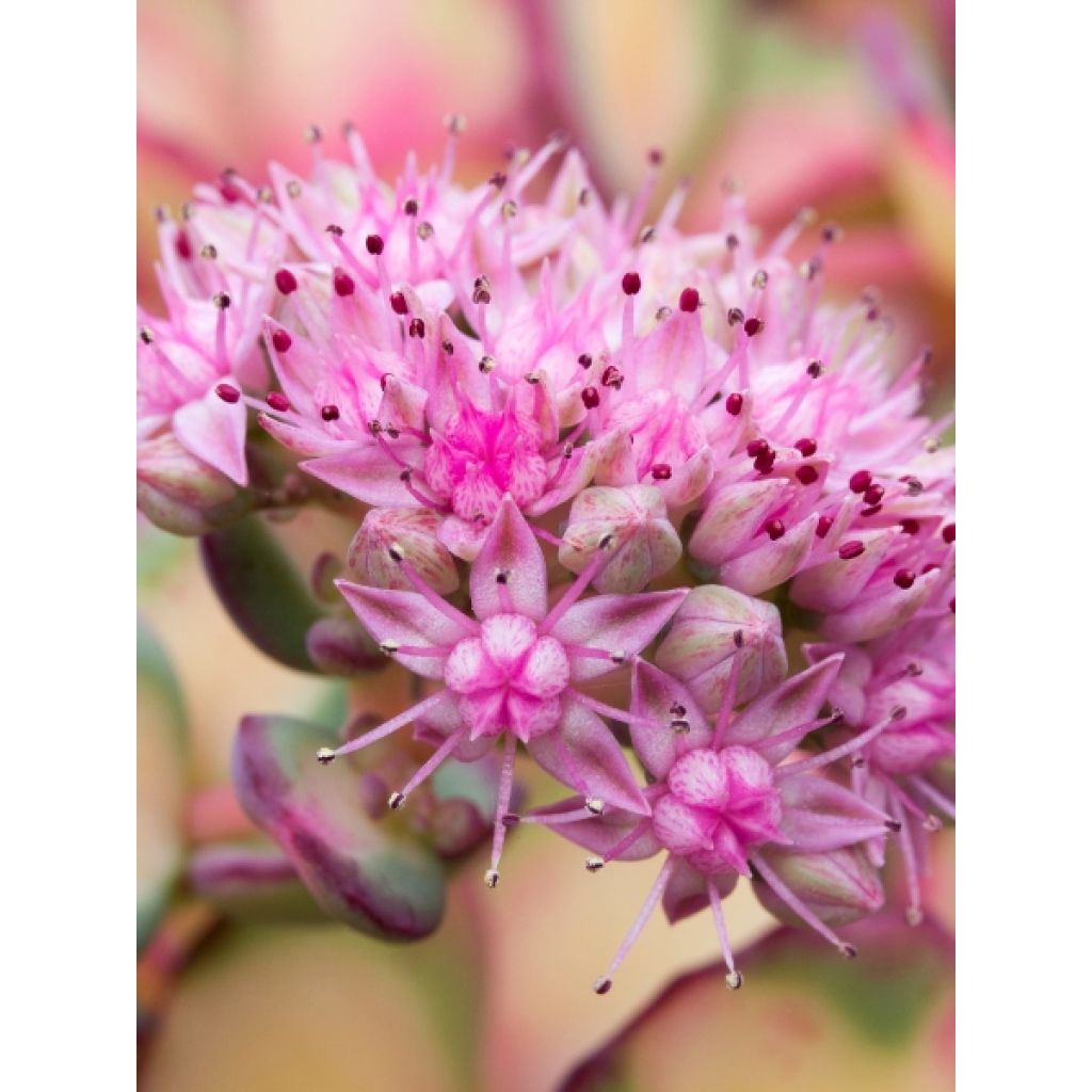 Sedum sieboldii sieboldii