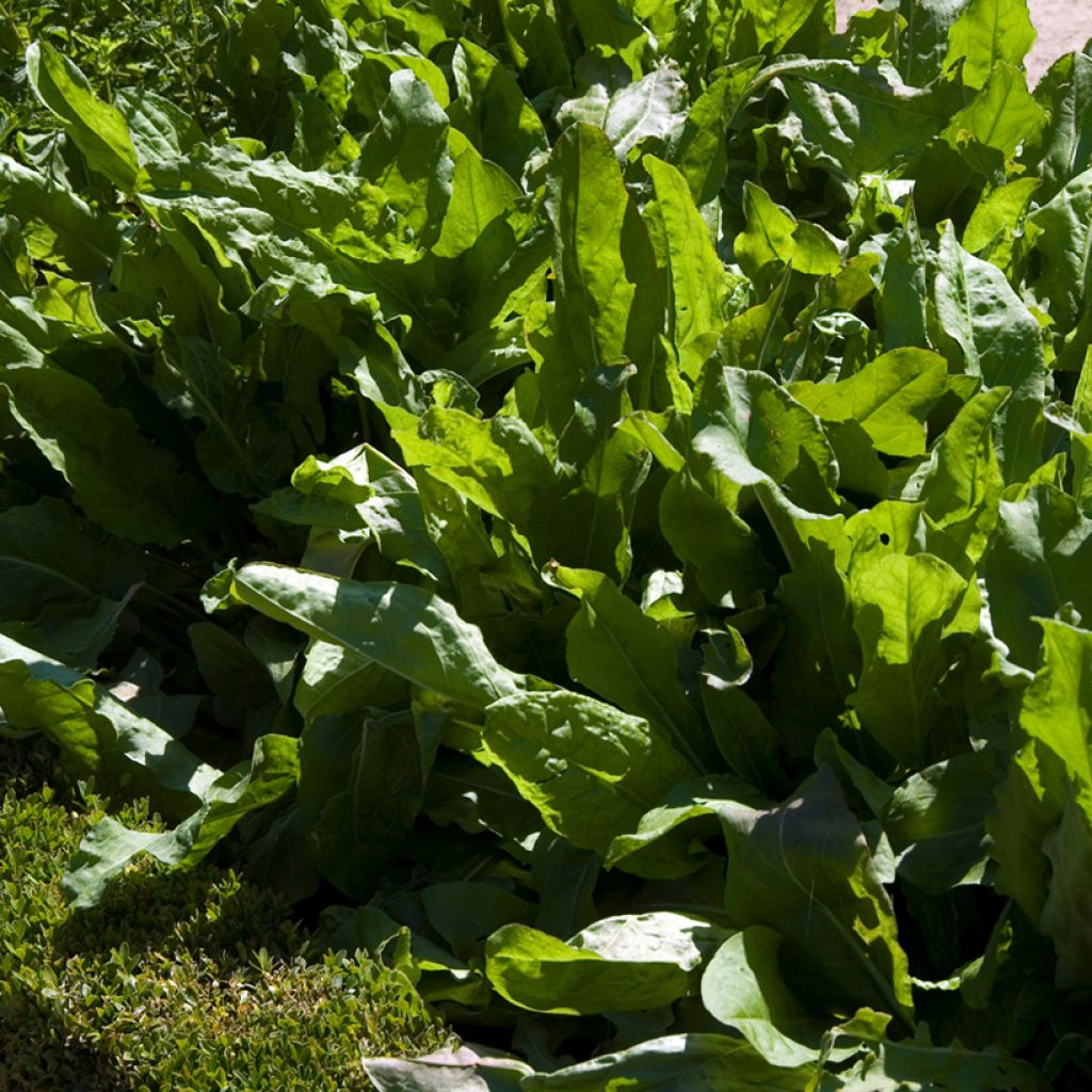 Azeda-larga de Belleville Vilmorin