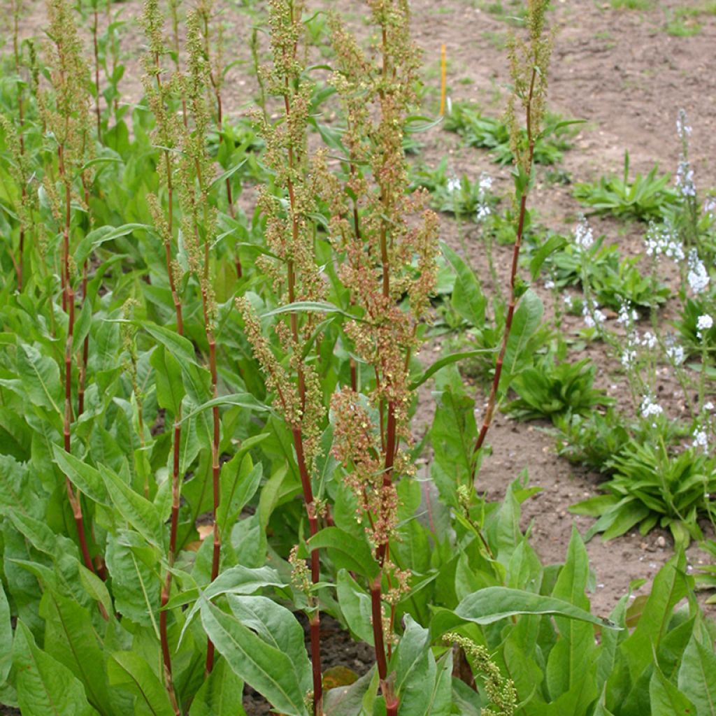 Azeda-comum verde BIO (<i>Rumex acetosa</i>)