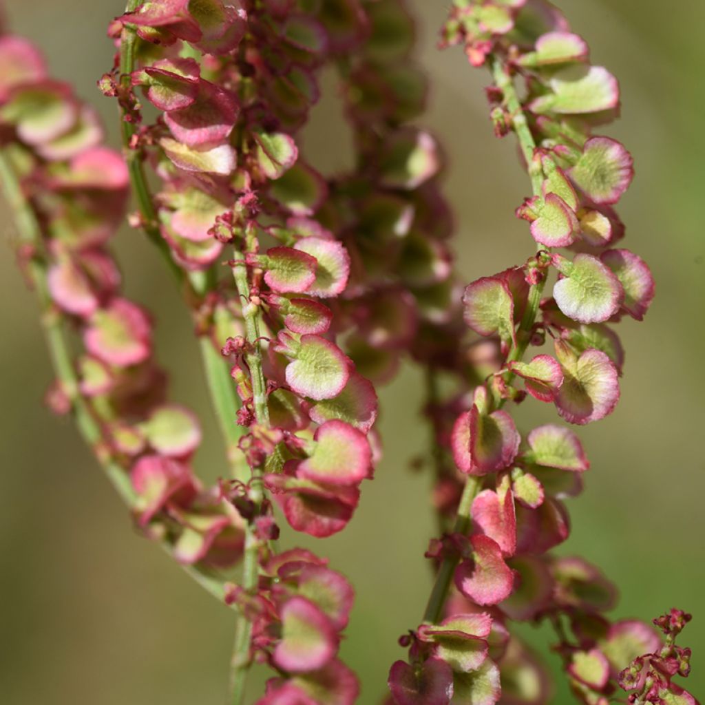 Azeda-brava - Rumex acetosa dementes