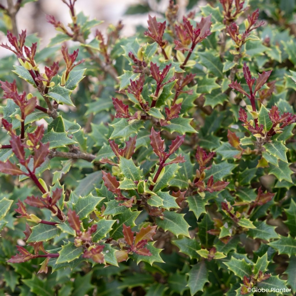 Osmanthus heterophyllus Perfume Party - Osmanto-heterófilo