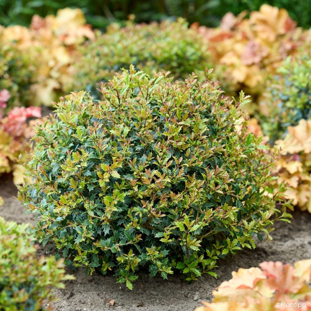 Osmanthus heterophyllus Perfume Party - Osmanto-heterófilo