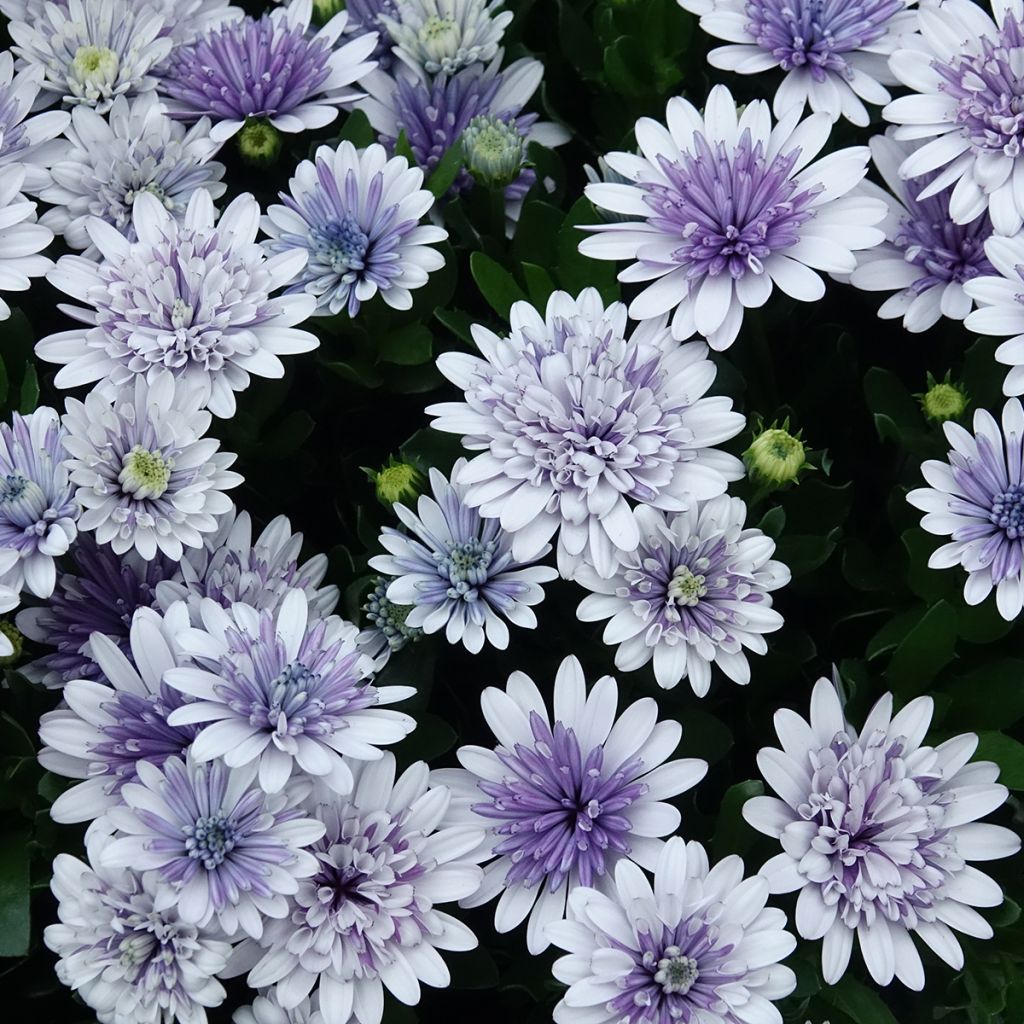 Margarida-do-cabo 3D Steel Blue - Osteospermum ecklonis