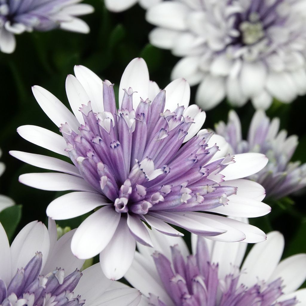 Margarida-do-cabo 3D Steel Blue - Osteospermum ecklonis