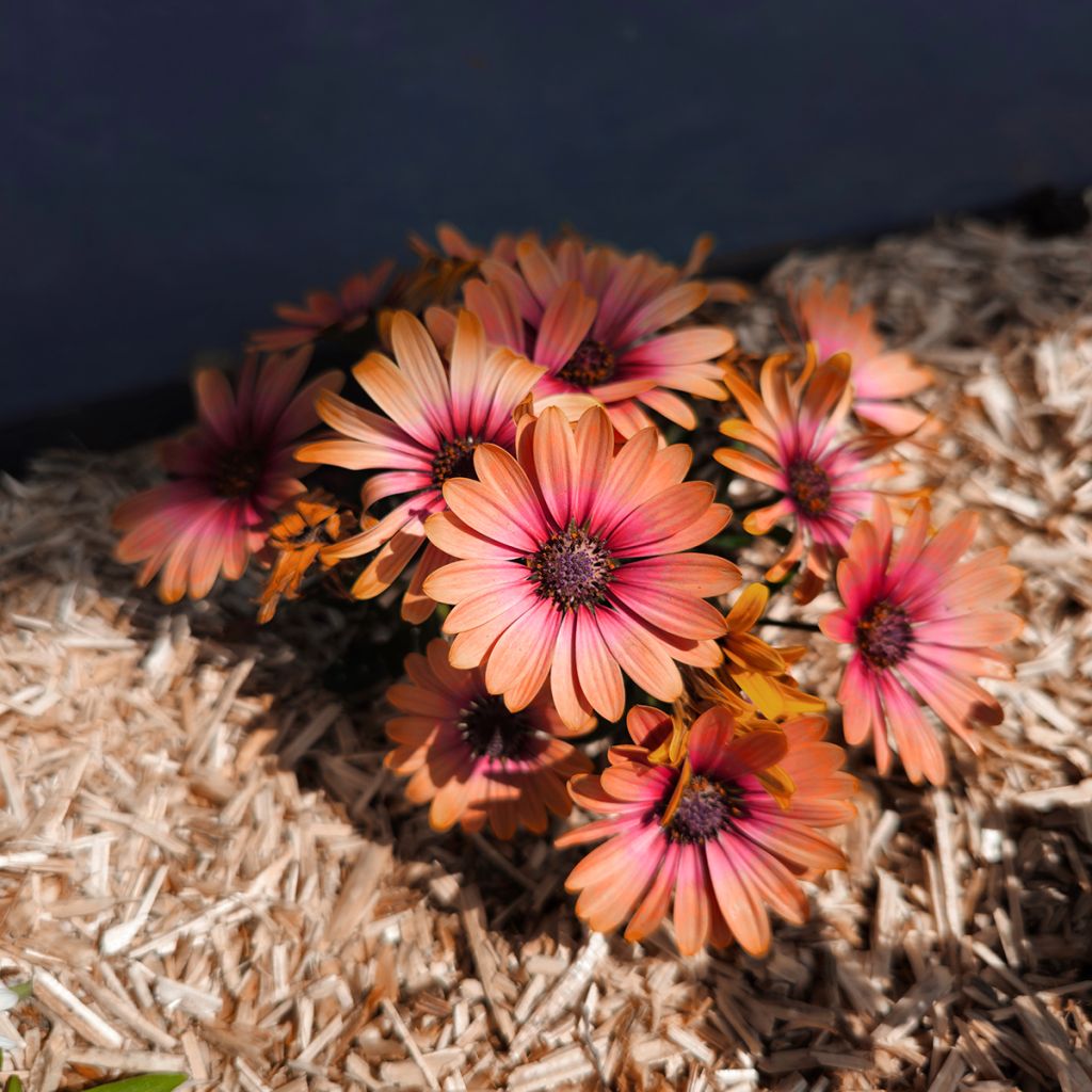 Margarida-do-cabo Cape Daisy Fireburst