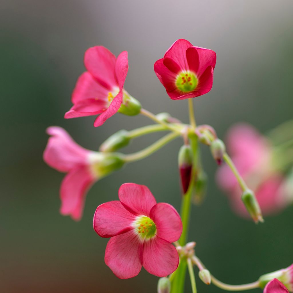 Oxalis deppei