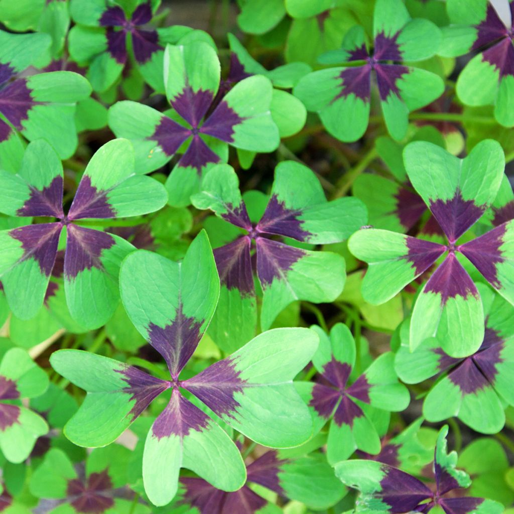 Oxalis deppei