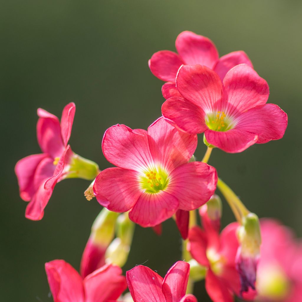 Oxalis deppei